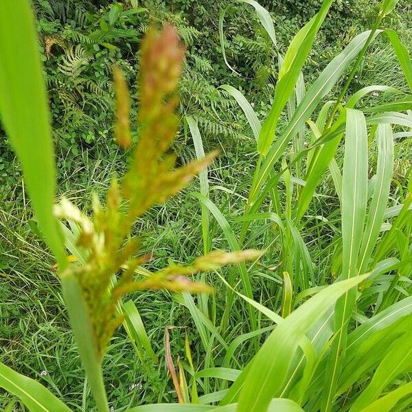 Sorghum halepense Flor