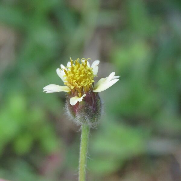 Tridax procumbens Flower