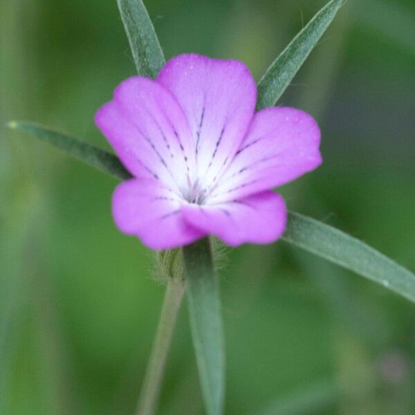 Agrostemma githago Flower