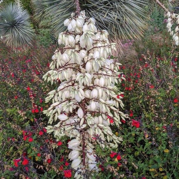 Yucca thompsoniana 花