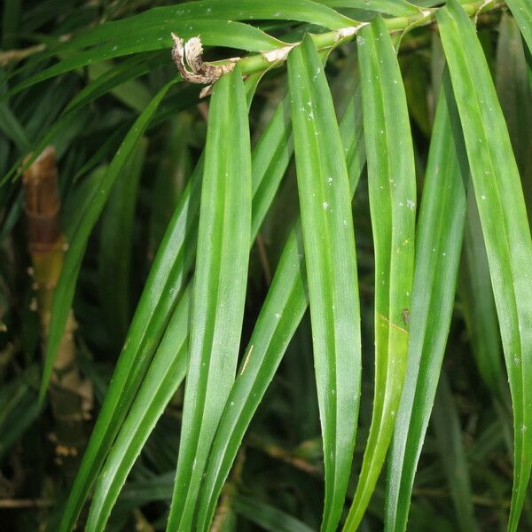 Freycinetia cumingiana Fruto