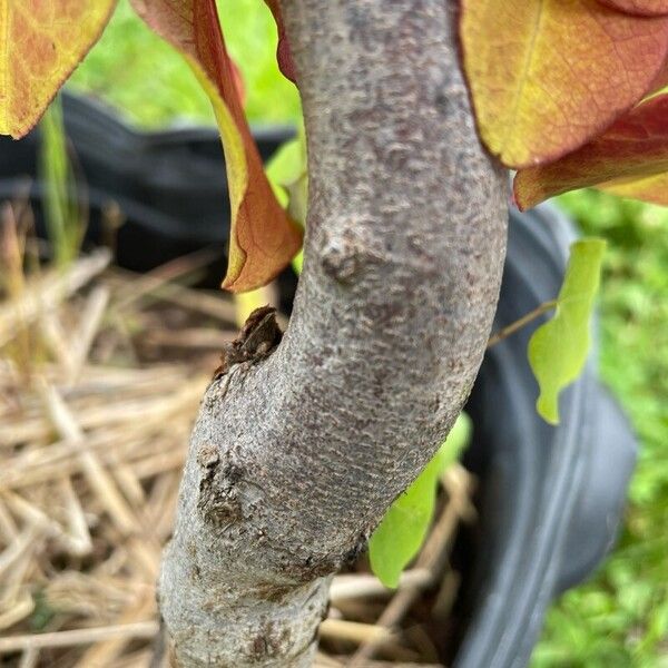 Cercis canadensis Bark