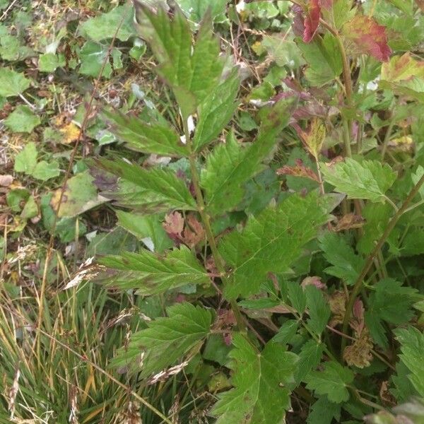 Pimpinella major Leaf