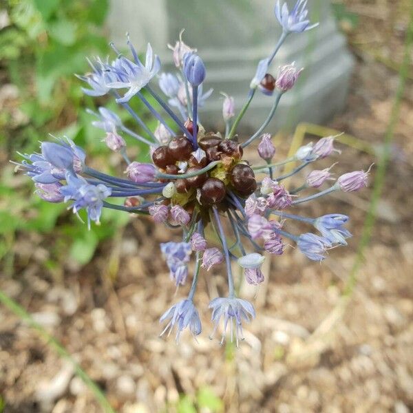 Allium caeruleum Flower