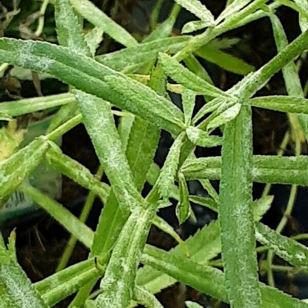 Achillea ptarmica Φύλλο