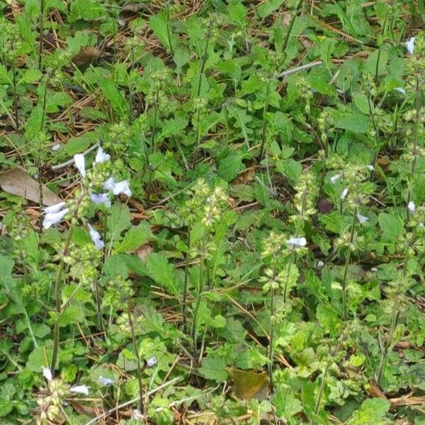 Salvia lyrata Blomst