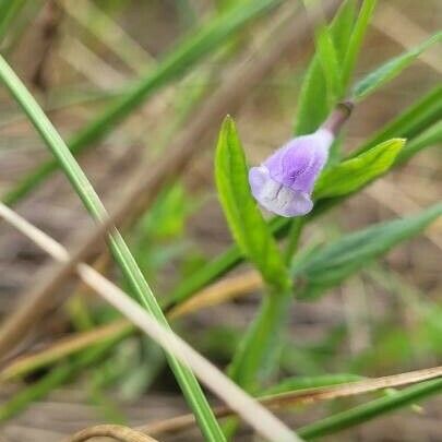 Scutellaria minor Flower