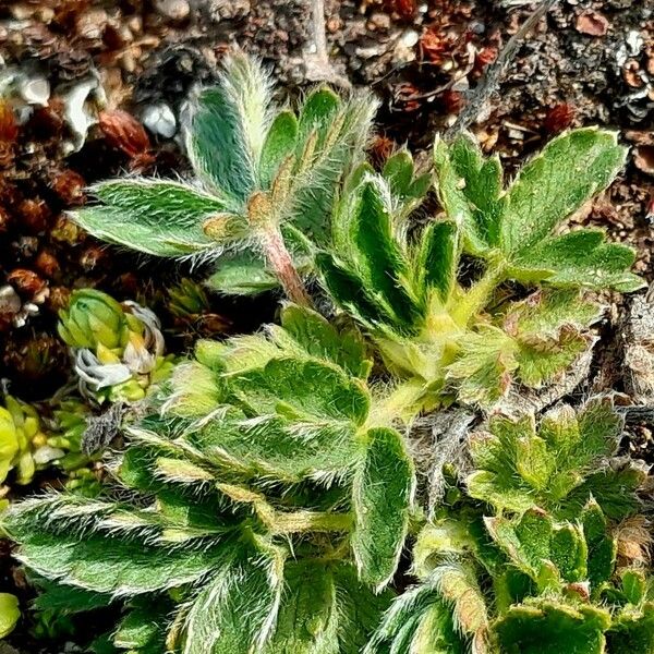 Potentilla crantzii Leaf