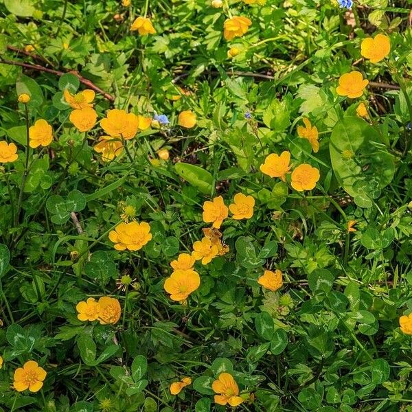 Ranunculus repens Blüte