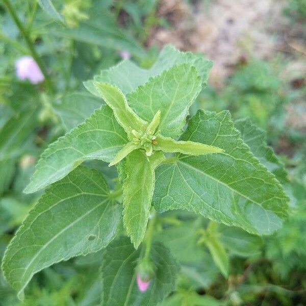 Kosteletzkya pentacarpos Leaf