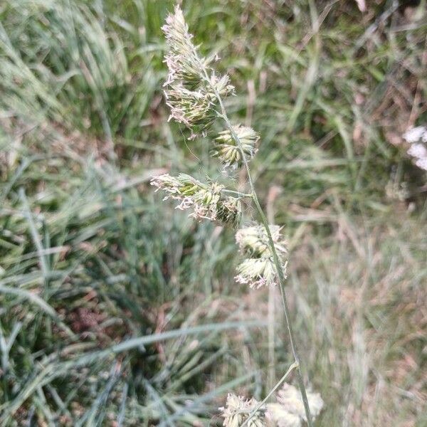 Dactylis glomerata Kvet