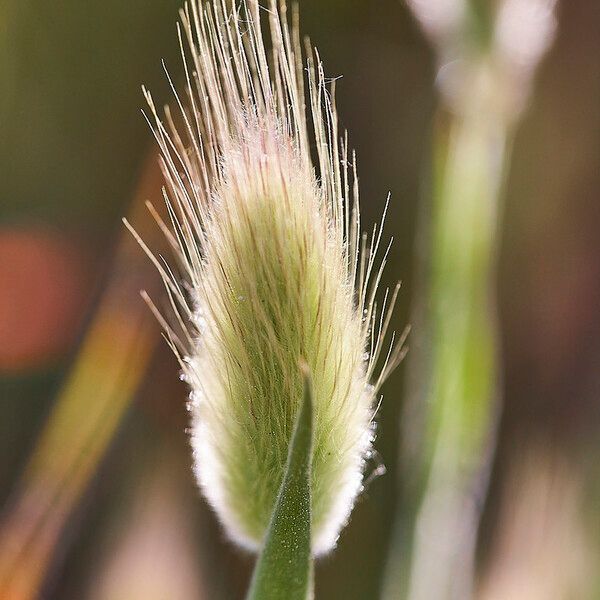 Lagurus ovatus Flower