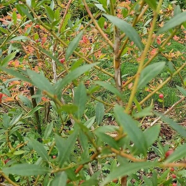 Vaccinium corymbosum Plante entière