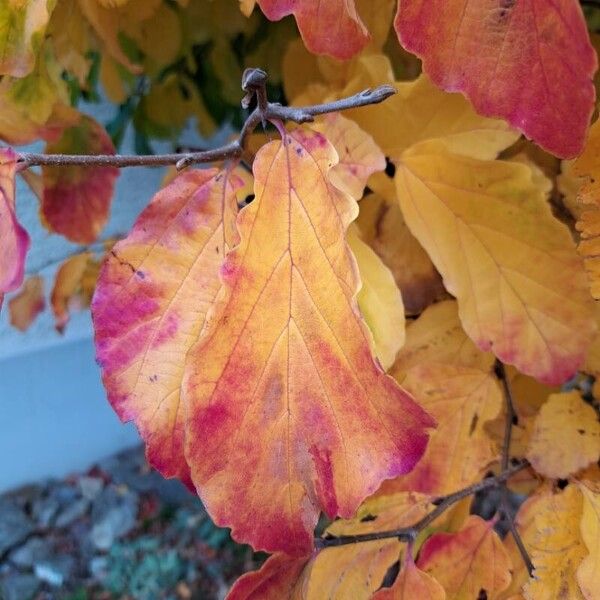 Parrotia persica Leaf