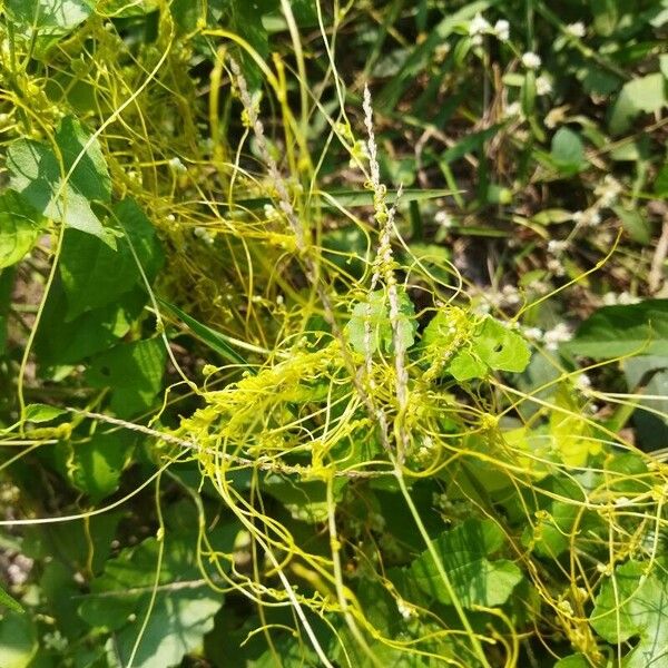 Cuscuta campestris Листок