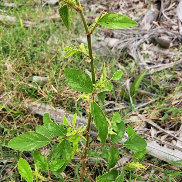 Desmodium tortuosum Hostoa