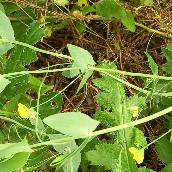 Lathyrus aphaca Yaprak