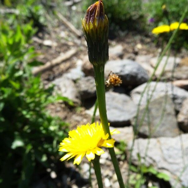 Hypochaeris radicata Цвят