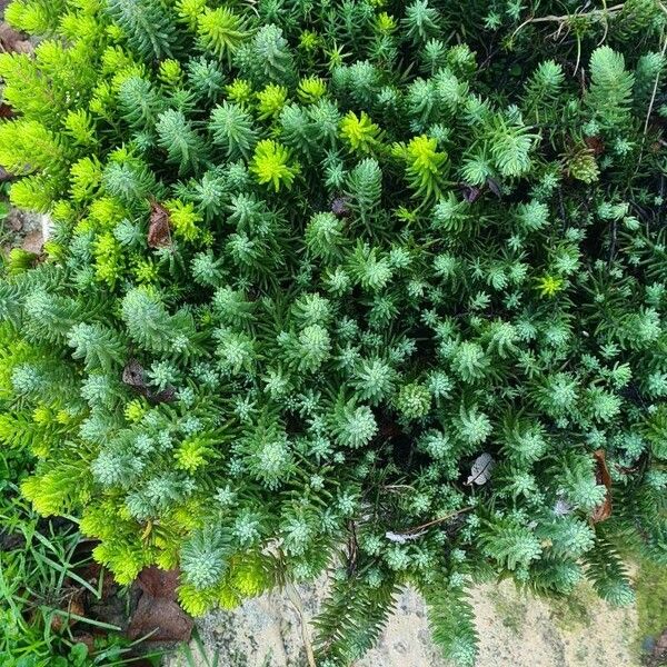 Myriophyllum aquaticum Leaf