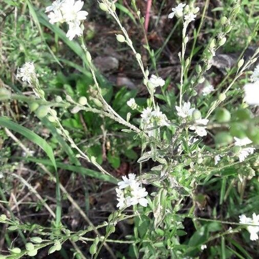 Berteroa incana Flower