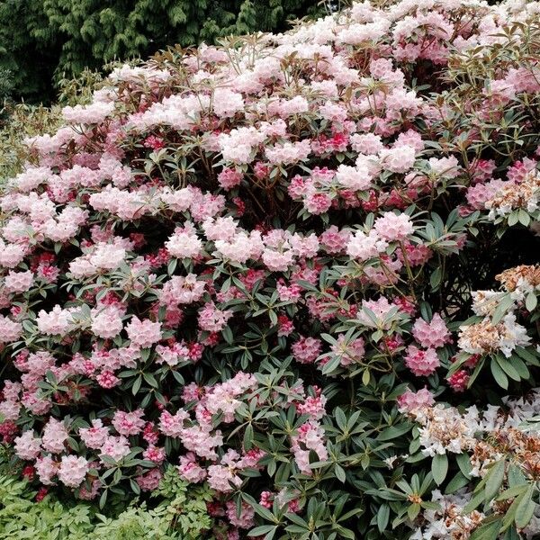 Rhododendron insigne Celota