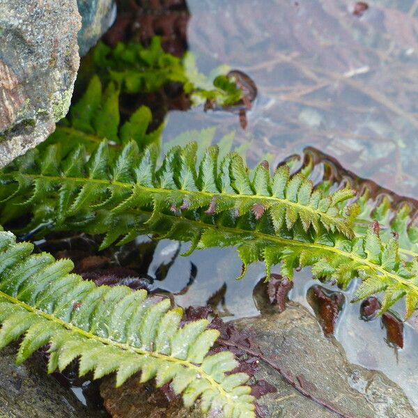 Polystichum lonchitis Лист