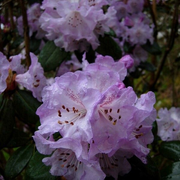 Rhododendron campanulatum Flower