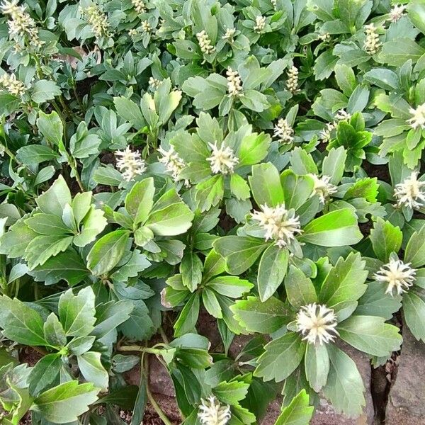 Pachysandra terminalis 形态