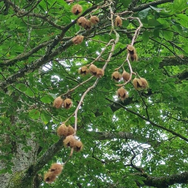 Fagus orientalis ফল