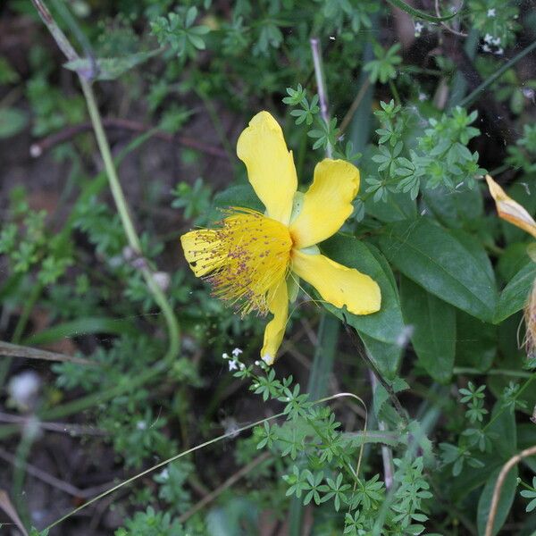 Hypericum calycinum Цвят