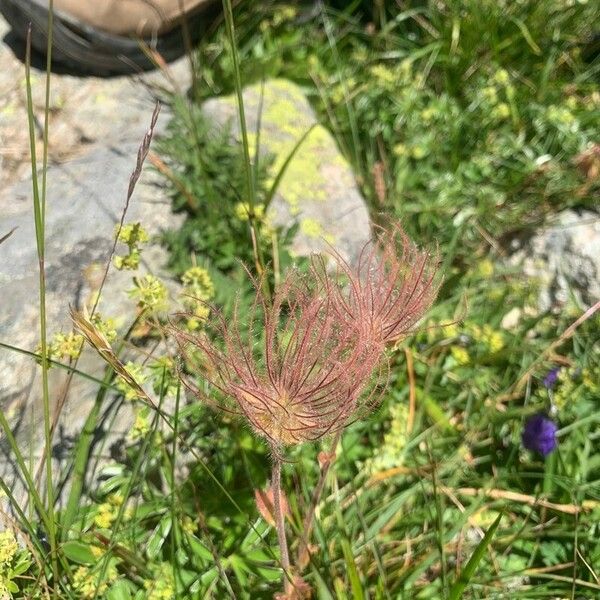 Geum montanum Flors