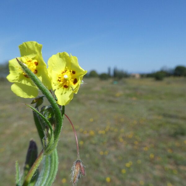 Tuberaria guttata Flower