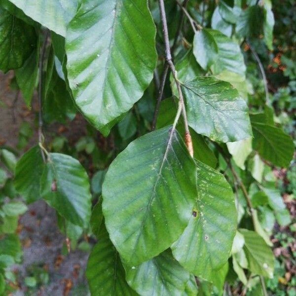 Fagus sylvatica Leaf