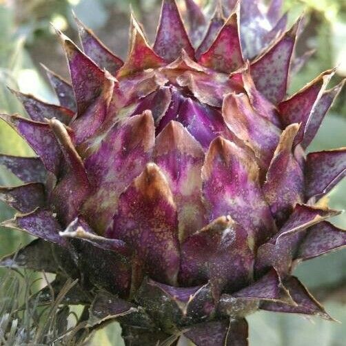 Cynara cardunculus फल