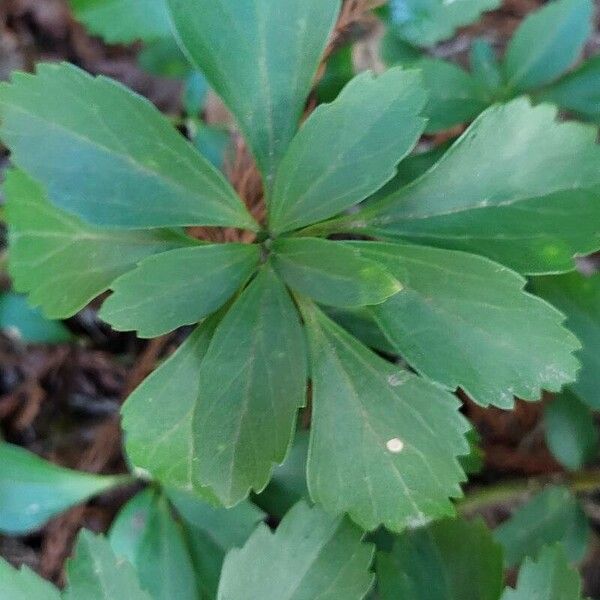 Pachysandra terminalis ᱥᱟᱠᱟᱢ