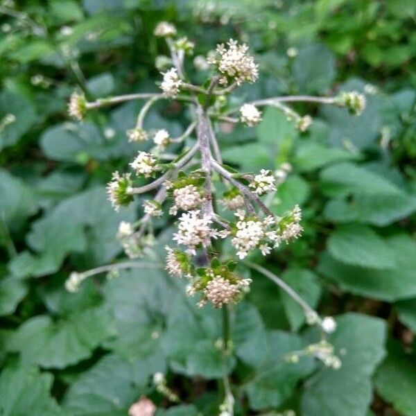 Adenocaulon bicolor ফুল