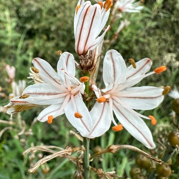 Asphodelus ramosus Flower