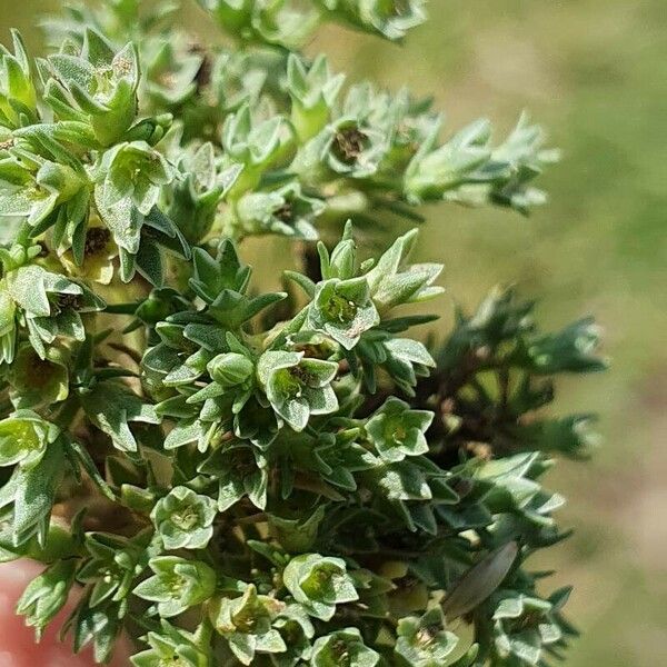 Scleranthus annuus Fiore