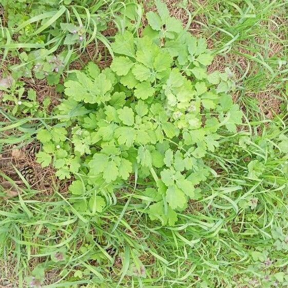 Chelidonium majus Folla