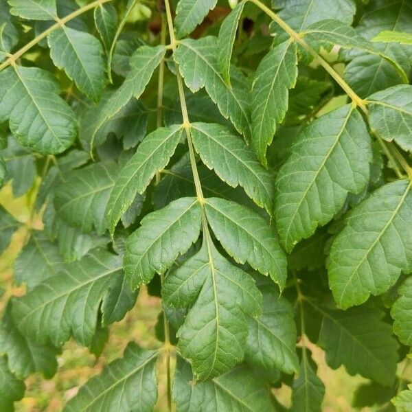 Koelreuteria paniculata পাতা