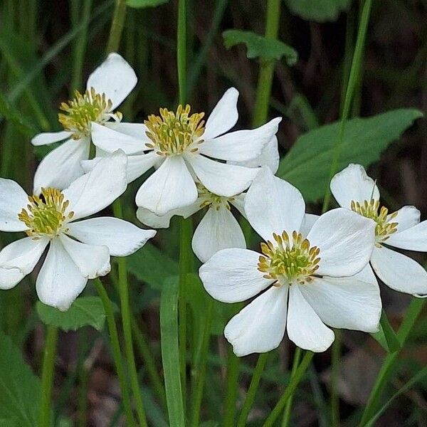 Anemonastrum narcissiflorum Kwiat