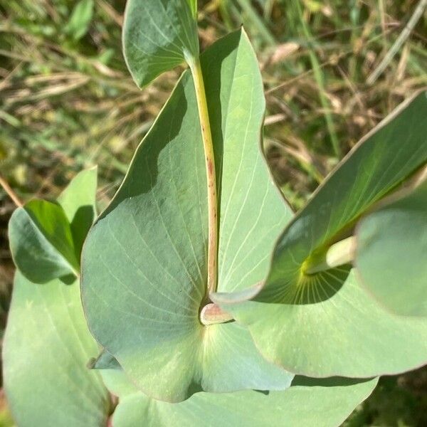 Bupleurum rotundifolium Leaf
