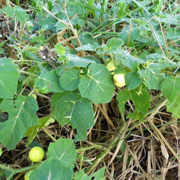 Solanum viarum Fruit