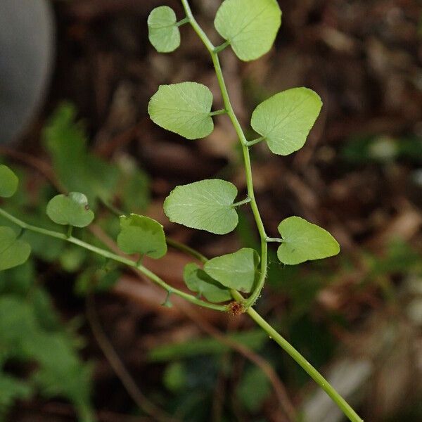 Lygodium microphyllum Folio