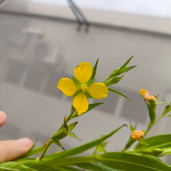 Ludwigia decurrens ফুল