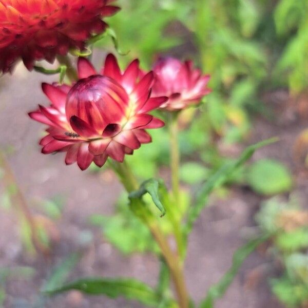 Xerochrysum bracteatum Fruit