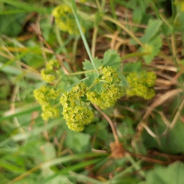 Alchemilla monticola Blüte