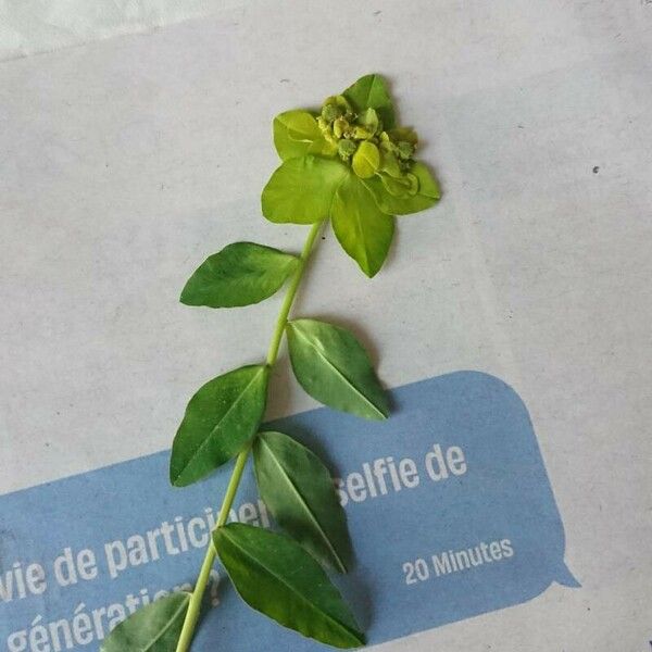 Euphorbia stricta Floare