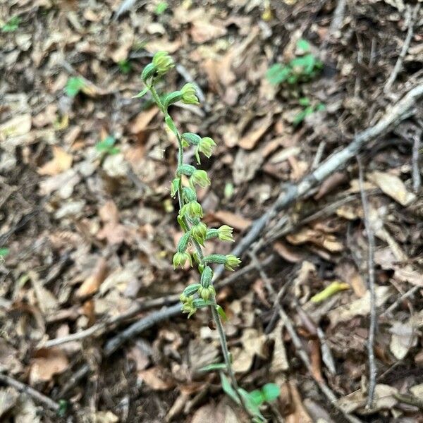 Epipactis microphylla Buveinė