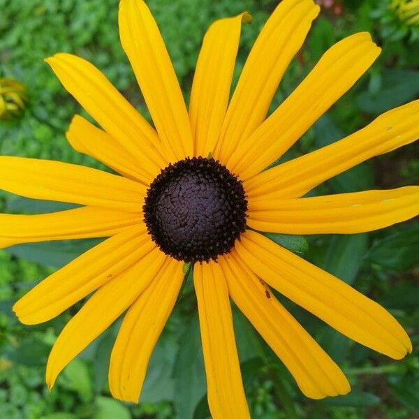 Rudbeckia fulgida फूल